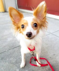 Gigi my dog greatseniorhealth.com